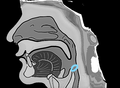 ㅇ (ng) is similar to the throat hole.