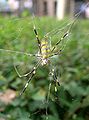 ジョロウグモ Trichonephila clavata