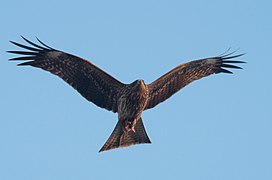 黑耳鳶（M. m. lineatus），攝於日本