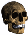 Cranio tipo Mechta el-Arbi, con avulsión de incisivos