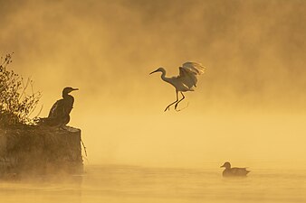 Bild des Jahres 2022: Kormoran (Phalacrocorax carbo), Seidenreiher (Egretta garzetta) und Schnatterente (Mareca strepera) am Taudaha-See bei Katmandu, Nepal