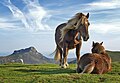 Cai pe muntele Bianditz, în Navarra, Spania, Imaginea anului 2008.