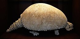 Megkövült glyptodon (Bécsi Természetrajzi Múzeum)