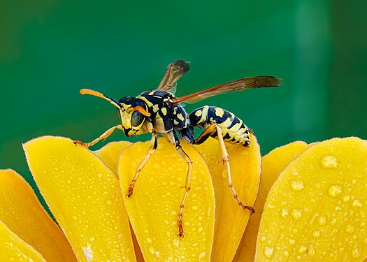 পলিস্টেস ডমিনুলা