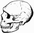 Neandertal de Amud (Israel), 50.000 a.C. (véxase o espazo retromolar)
