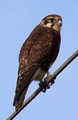 Adult, pale morph, Tasmania