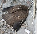 Juvenile on nest; Kolkata, India