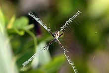 Silver argiope (Argiope argentata) in Jamaica