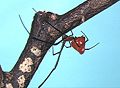 アカイソウロウグモ♀ Argyrodes miniaceus