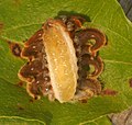 Underside of slug caterpillars of Phobetron pithecium (family Limacododiae) showing the absence of prolegs