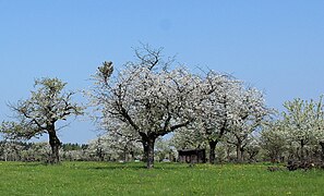 Streuobstwiese im Naturpark Niederlausitzer Heidelandschaft