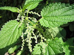 Stinging nettle (Urtica dioica)