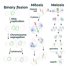 drawing of showing the processes of binary fission, mitosis, and meiosis