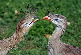 Cariama cristata