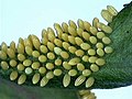 Eggs of pioneer (Anaphaeis aurota family Pieridae)