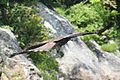 Capturing Rhacophorus arboreus in flight, Japan