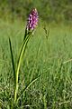 Dactylorhiza incarnata