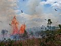 Hunting with Haliastur sphenurus around bushfire, Mount Etna Caves NP, Queensland, Australia