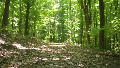 dry leaves on a path in a peaceful green forest