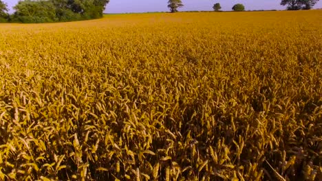 drone che si muove attraverso un campo di grano