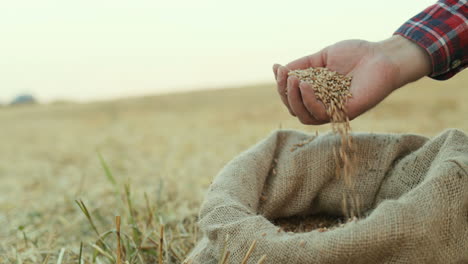 primo piano dell'agricoltore che estrae un chicco di raccolto da un sacco