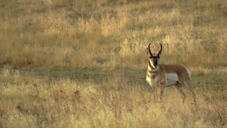 pronghorn antelope in american shrubland