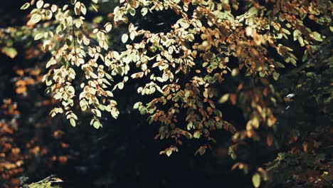 colorful autumn leaves on the blurred background