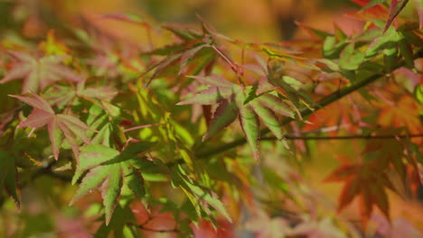 green leaves of japanese maple trees turning into red during autumn season