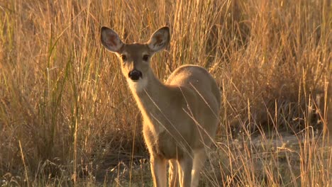 female white tailed deer in grassland