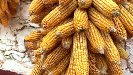 farmer yellow corn on display as bundle