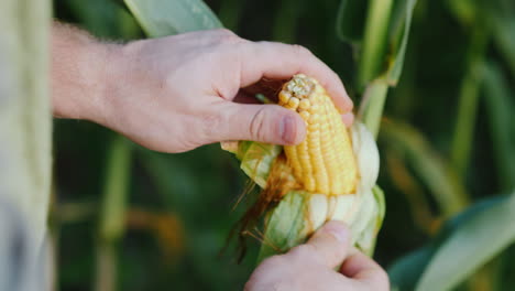 the farmer's hands study the heads of corn the sun shines through the leaves 4k video