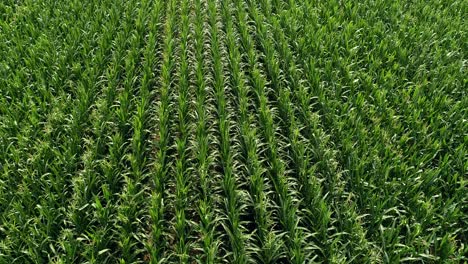 a row of corn cultivation seen from above