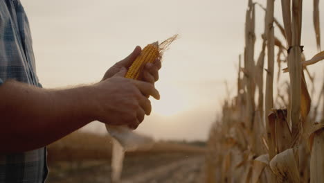 farmer's hands hold corn cob work in field