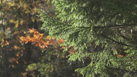 pine trees needles strewn with raindrops after a refreshing rain shower, creating a serene and tranquil forest scene