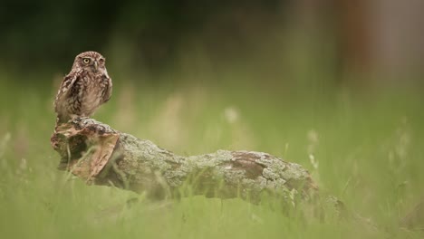 low angle shot of little owl steenuil gliding in and landing on stump to eat