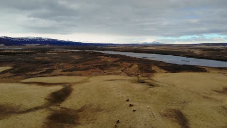 aerial view of wild horses by a river