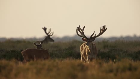 red deer stags with prominent antlers stand in field during golden hour, veluwe