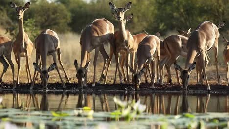 wide shot of a herd of impalas drinking filmed from water level, greater kruger