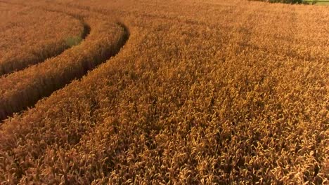 drone che vola attraverso campi di grano dorati