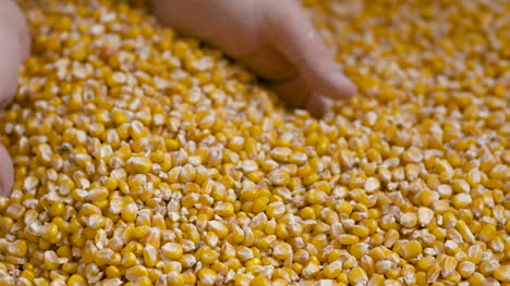 corn grains in farmer hands 2