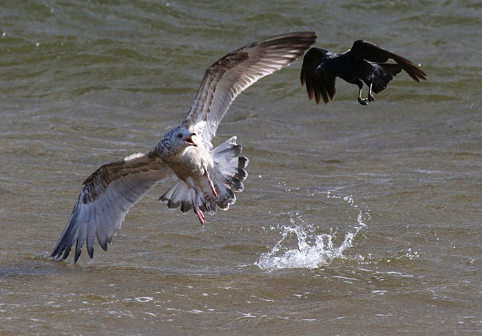 カラスの攻撃を受けるカモメの幼鳥