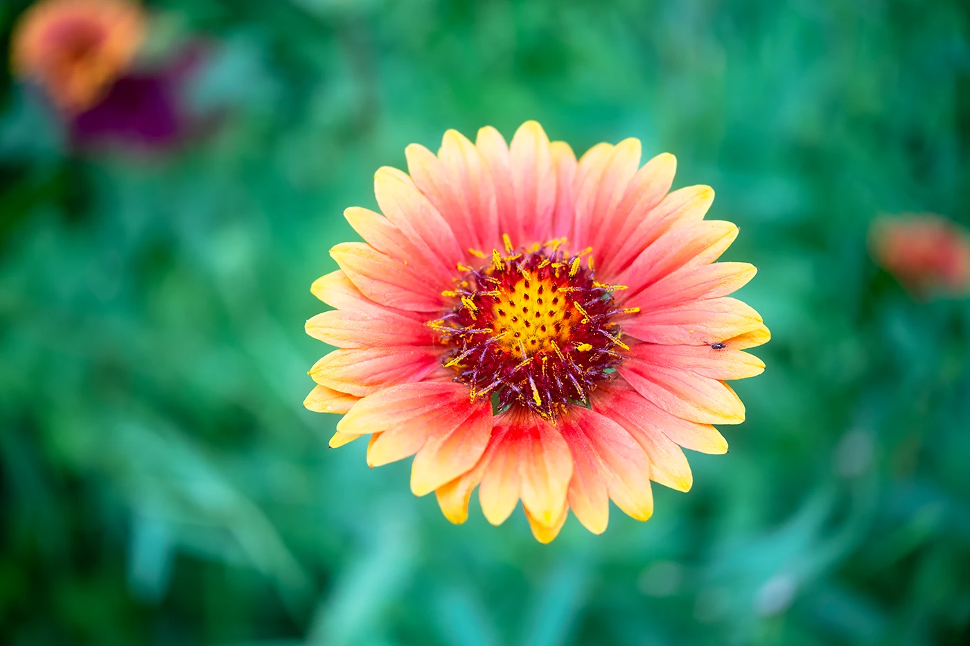 FUJIFILM X-E1：TTArtisan AF 27mm F2.8 + Kenko AC Close-up No.4：ISO200 f2.8 1/125