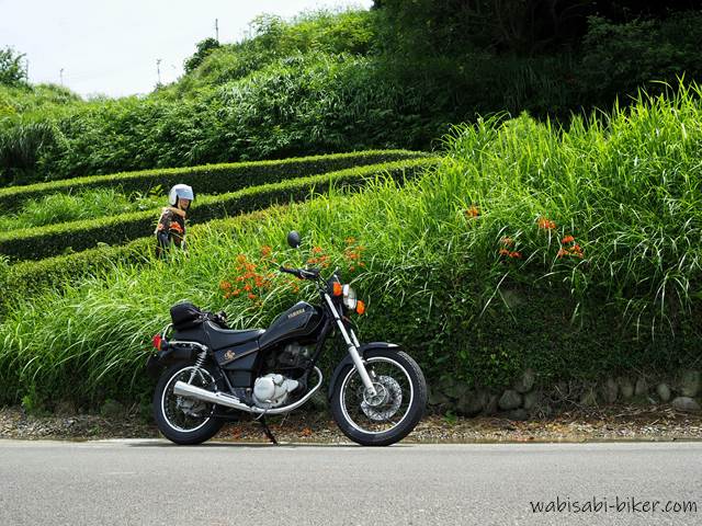 ヒメヒオウギズイセンと茶畑とバイク乗り