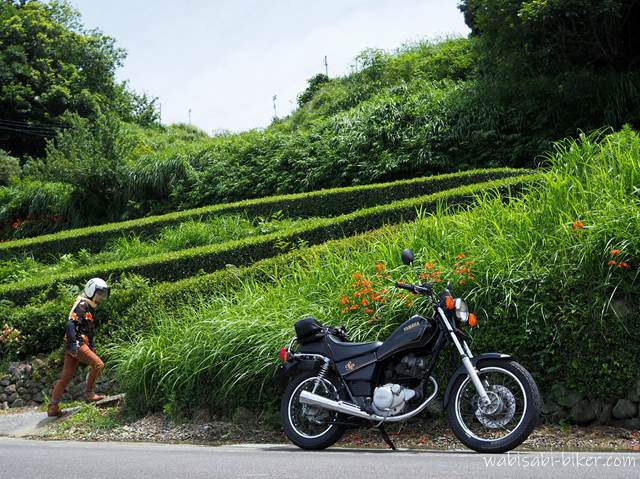 ヒメヒオウギズイセンと茶畑とバイク乗り