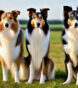 Types of Collies