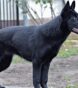 black german shepherd