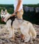 Best Hiking Dog Breeds for Protection