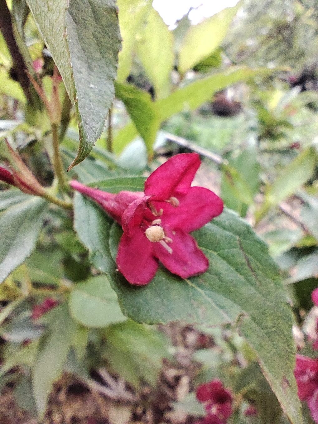 Redmi Note 13 Pro 5g Macro 01