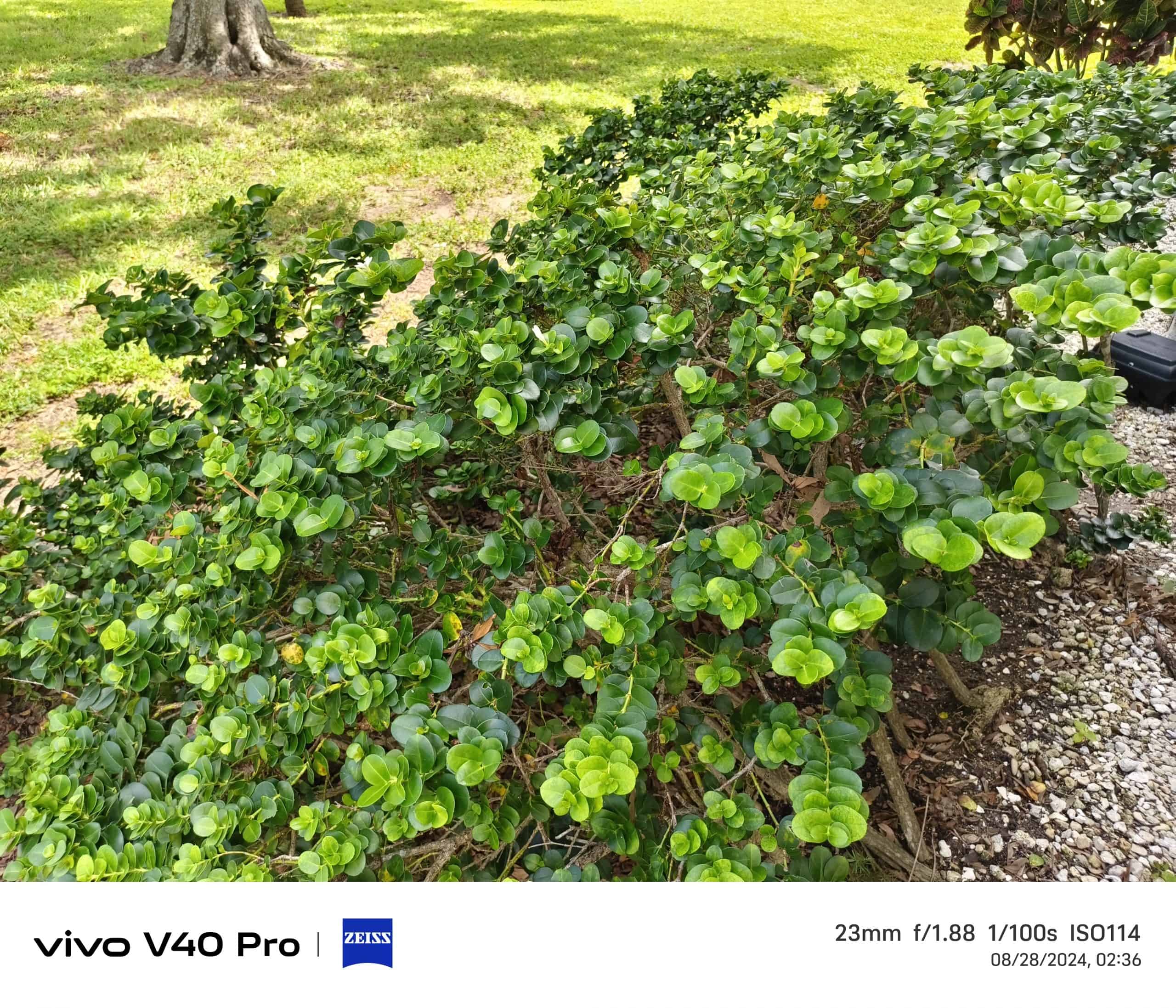 Vivo V40 Pro Camera Sample (3)