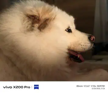 Vivo X200 Pro camera sample (118)